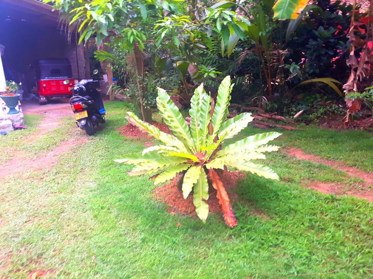 Nadee Villa Bentota Exterior foto